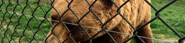 Veresegyházi Medveotthon