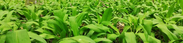 Medvehagyma tanösvény