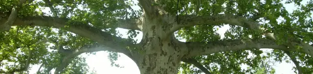 Indiai eredetű platánfa