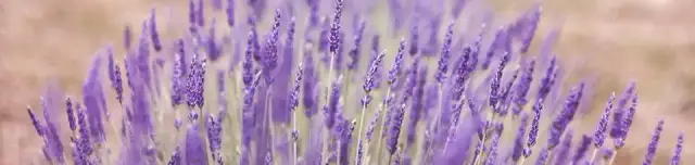 MagyarProvence levendulabirtok