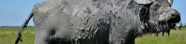 Bölömbika tanösvény