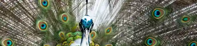 Bárókút Állatsimogató