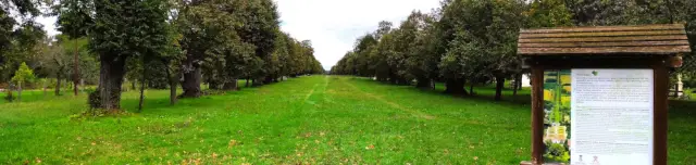 Nagycenki Hársfasor