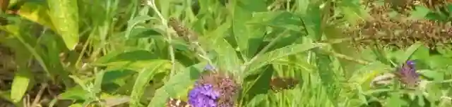 Pillangó tanösvény