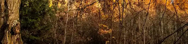 Miklósfai Arborétum