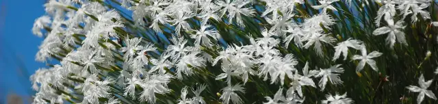 Nagy-Szénás tanösvény