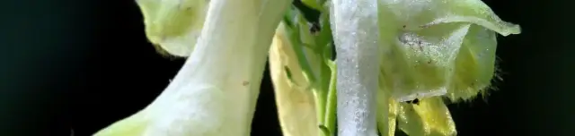 Sisakvirág tanösvény