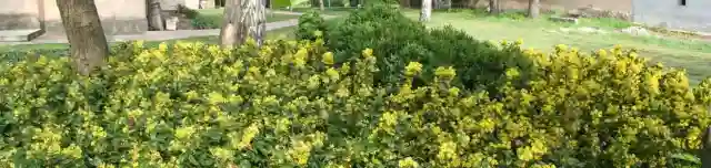 Szent Bernát Arborétum