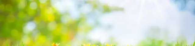 Nárciszok ezrei pompáznak a vácrátóti Nemzeti Botanikus Kertben