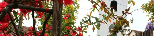 Katolikus harangláb