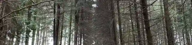 Neszmélyi Arborétum