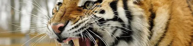 Nyíregyházi Állatpark