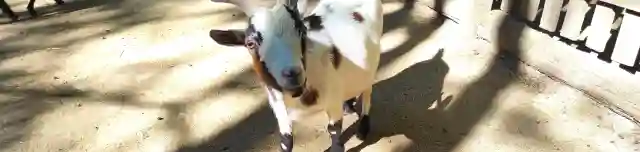 Nyírjesi Füvészkert és Vadaspark