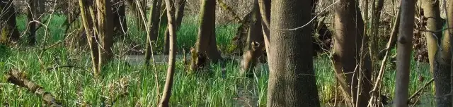 Selyem-réti tanösvény