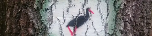 Fekete gólya tanösvény