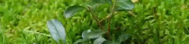 Áfonyás tanösvény