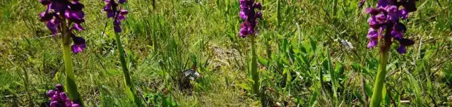 Orchidea tanösvény