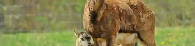 Pákozdi Pagony - Vadaspark és Arborétum