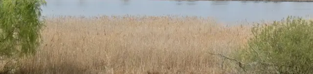 Péteri-tavi Madárrezervátum