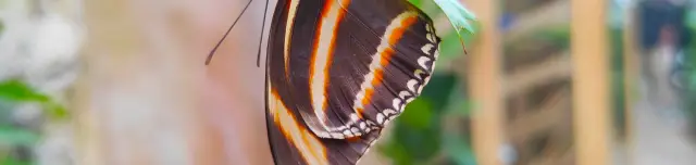 Papilonia Lepkevilág