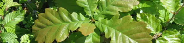 Tettye-Irma úti tanösvény