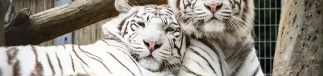 Pécsi Állatkert és Akvárium-terrárium