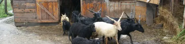 Pangea Bemutató Kert és Gazdaság