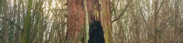 Kiszáradt mamutfenyő