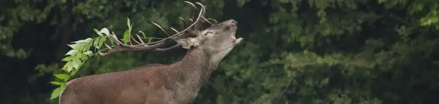 Szarvasbőgés túrák a Gemenci erdőben