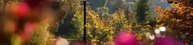 A püspöki kastély arborétuma