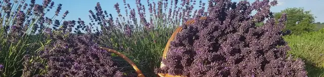 Ivett Lavender Garden