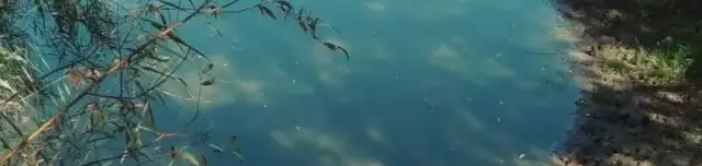 Pusztamérgesi láperdő