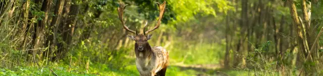 Pusztavacsi Parkerdő