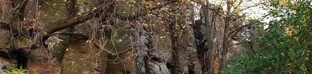 Bazaltorgonák tanösvény