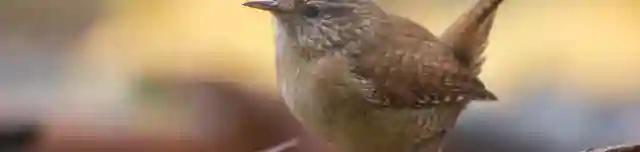 Eresztvényi madárpark