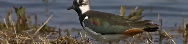 Sárvíz-völgye Tájvédelmi Körzet