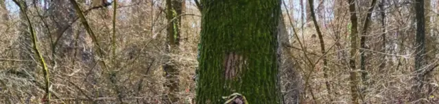 Sárpentelei parkerdő