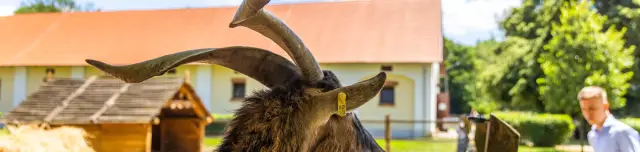 Vadkert Major Állatsimogató