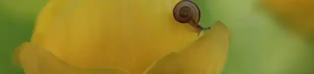 Kitaibel tanösvény