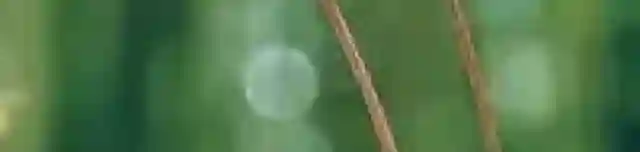 Ciklámen Erdei Tanösvény