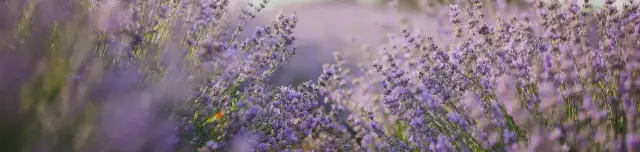 Szabolcsi Levendula Udvar