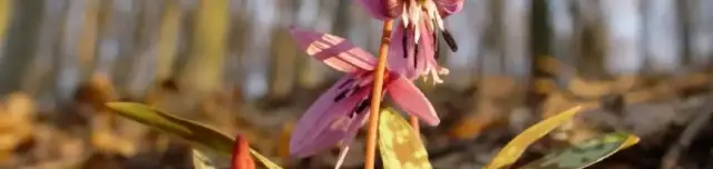 Nyugati pont tanösvény