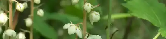 Körtike tanösvény