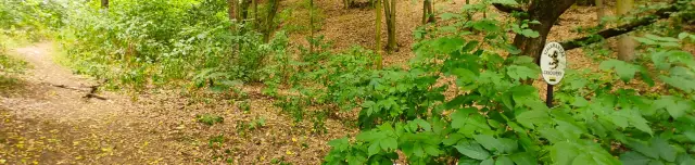 Szalamandra tanösvény