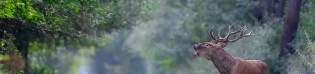 Szarvasbőgés-túrák Gemencen