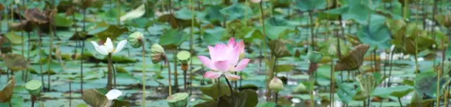 Lótusznapok a Szegedi füvészkertben