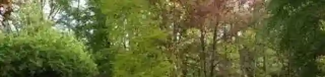 Szigligeti Arborétum