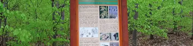 Millenniumi tanösvény