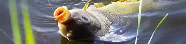 Alcsiszigeti Holt-Tisza