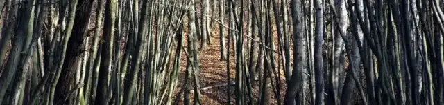 Az erdész munkája - bemutató tanösvény